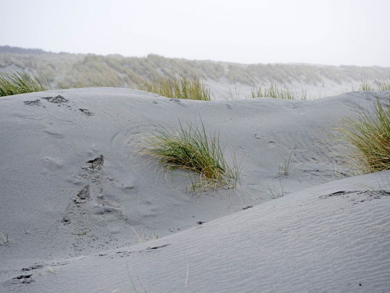 De Jaargetijden: Duinplanten