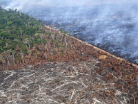 Minder bos afgebrand in de Amazone, reden om te juichen?