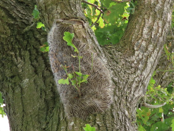 De eikenprocessierups maakt een comeback