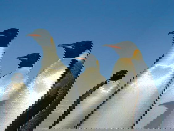 De Keizerpinguïn sterft uit, door ons!