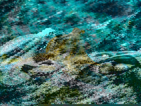 Zorgen om eerste octopuskwekerij ter wereld