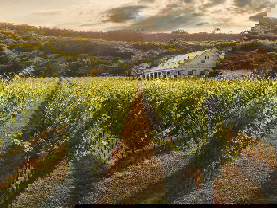 Moeten we vrezen voor onze wijn uit Spanje, Italië en Frankrijk?