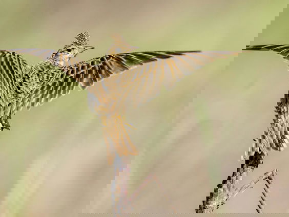 Hoe staat het ervoor met bedreigde diersoorten in Nederland?