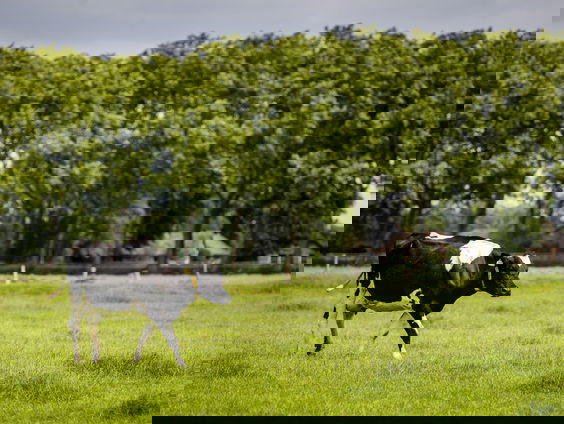 BBB-bestuurder hoopt dat nieuwe landbouwminister 'haar eigen zorgen weg kan nemen'