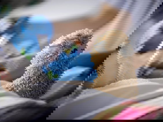 Grote zorgen bij ouders: medicijn tegen taaislijmziekte voor kleine kinderen niet beschikbaar