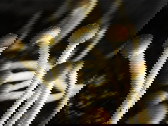 Kunnen paddo's helpen tegen een depressie?