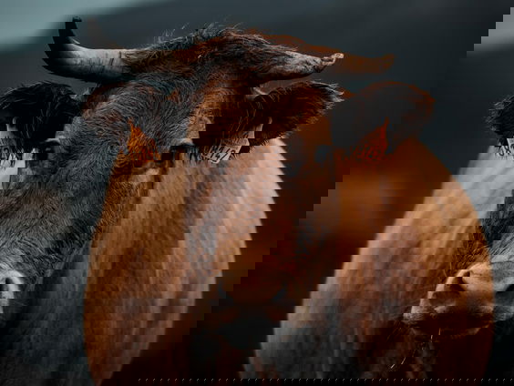 De Tijdcapsule: Ines Kostic over koe Hermien