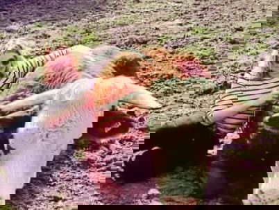 De Tijdcapsule: Marjo van Koppen over kalfje Piet