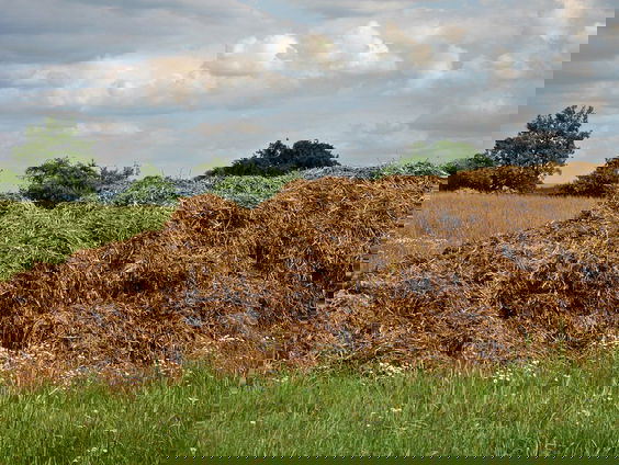 Waarom tonen rechters vaak coulance in rechtszaken tegen mestfraudeurs?