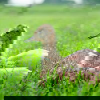 Studenten spelen papa en mama van de grutto