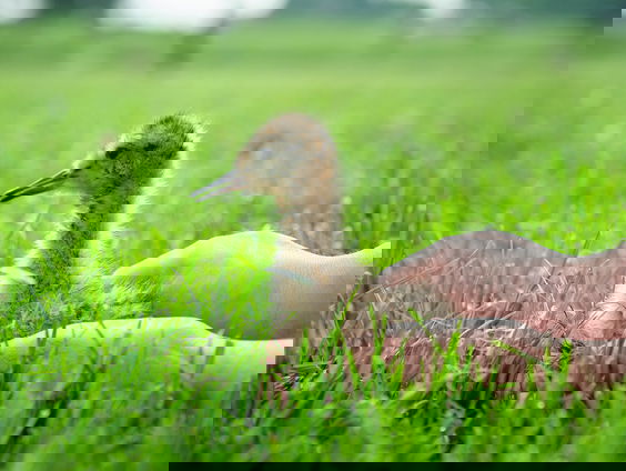 Studenten spelen papa en mama van de grutto