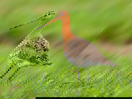 Mark Kuiper laat de grutto welkom voelen in Amstelveense polder