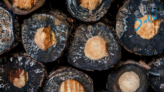 Maarten Windemuller over de trots van Enschede: “Deze boom kan Europees kam ...