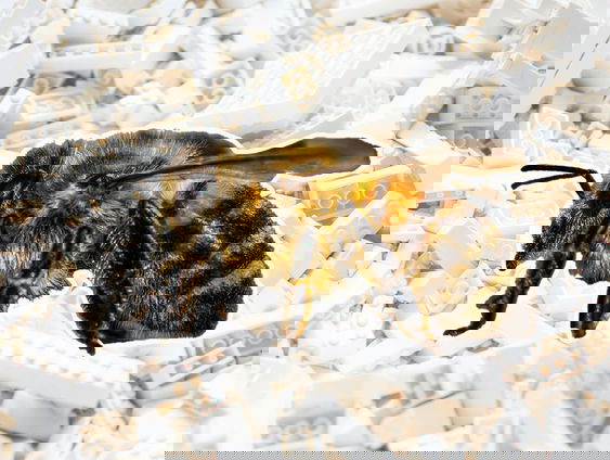 Hommels spelen met Lego