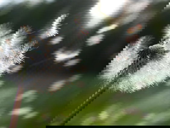 Pollie helpt bij je vragen over hooikoorts