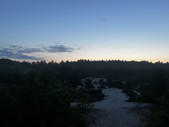 Van de nachtzwaluw tot nachtvlinders: een wandeling door de Schoorlse duinen