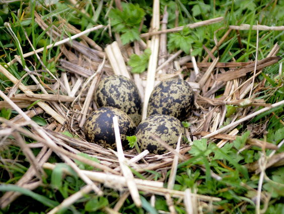 Vogelbescherming: droogte funest voor vogels
