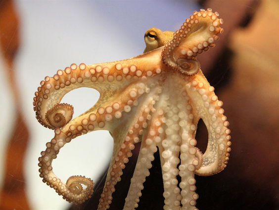 Deze innovaties zijn gebaseerd op de natuur