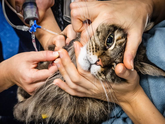 ACM wil strengere regels voor dierenartsen: winst mag zorg niet beïnvloeden