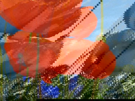 Waarom de klaproos rood is en de paardenbloem geel