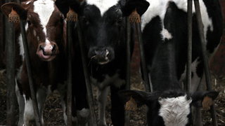 Onteigening dreigt voor boerenfamilie in Lucaswolde