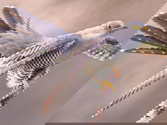 Koekoek heeft meer noten op zijn en haar zang