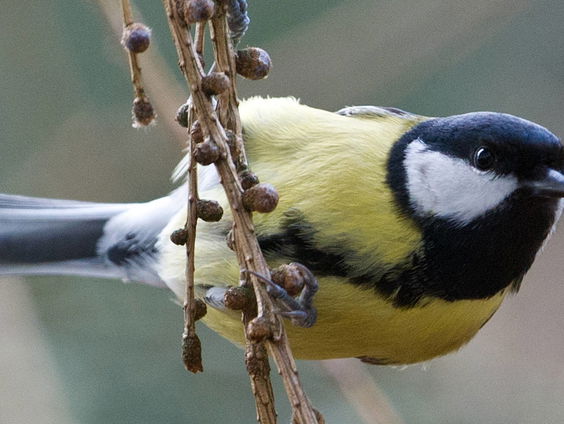 Waarom zingt de koolmees zoveel verschillende liedjes?