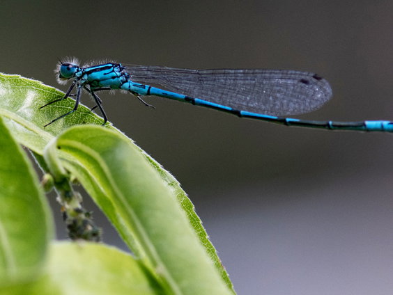 Uitkomsten Libellentuintelling bekend: azuurwaterjuffer het meest gespot