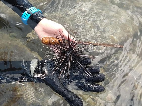 Kunnen we de Caribische koraalriffen redden met behulp van zee-egels?