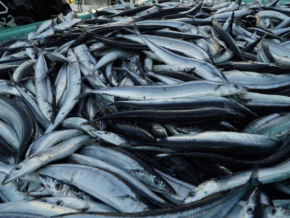 Vroeg Pieken: Bob organiseert het NK Makreel roken