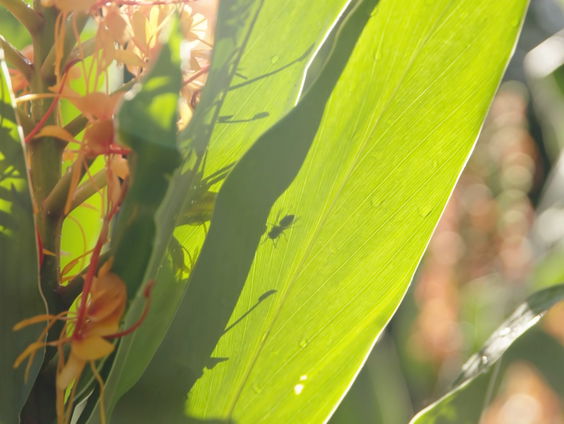 Natuurlijke vijanden in strijd tegen invasieve exoten