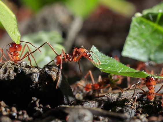 Mieren lokken rivalen met chemisch stofje uit tot het doden van hun eigen koningin