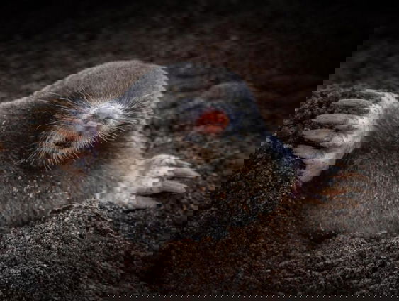 Naturalis presenteert: de staat van de Nederlandse biodiversiteit