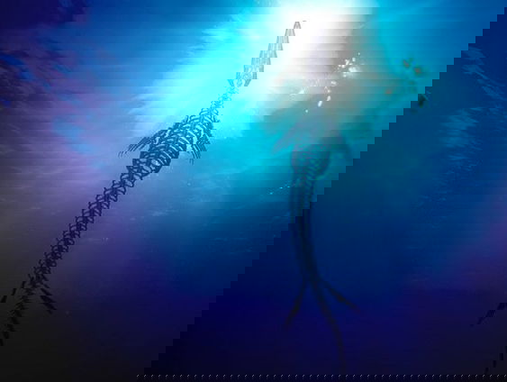 Ontmoet Mosasaurus Bèr in Maastricht