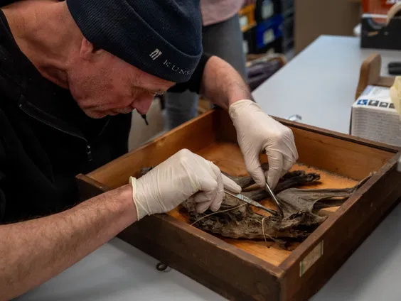Ingemetselde mummiekat te zien in Grote Kerk Breda