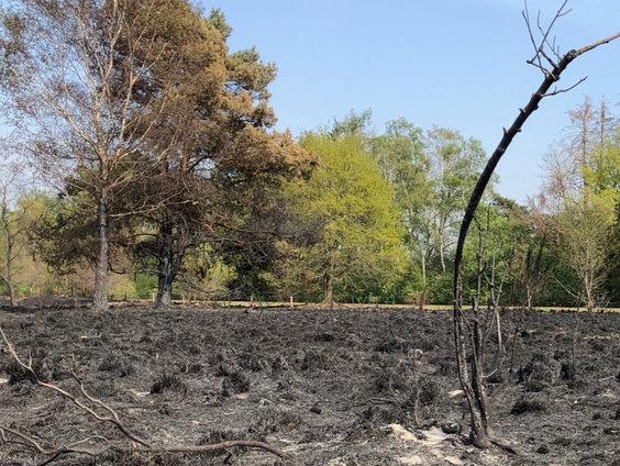 Wat betekent een brand voor de natuur?