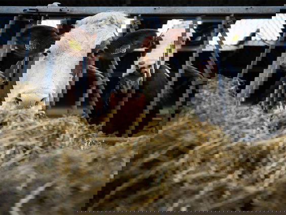 Boeren zijn bang: de Europese Natuurherstelwet gaat tóch door