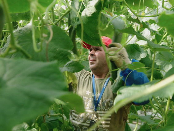 VVD-Kamerlid Thierry Aartsen over nieuwe wet tegen illegale arbeidsmigranten