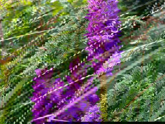 De Jaargetijden: de Orchidee