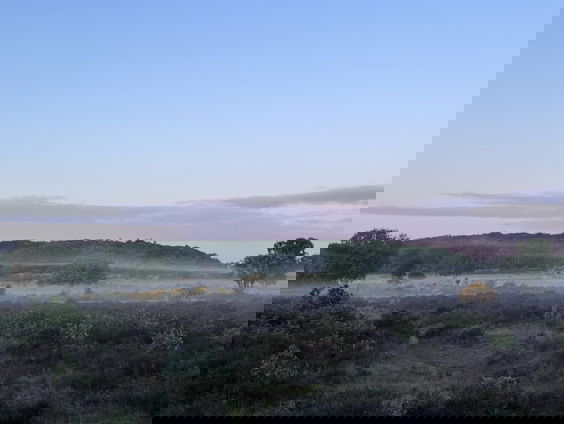 Vroege vogelzang op de heide | Nationaal Vogelconcert #3