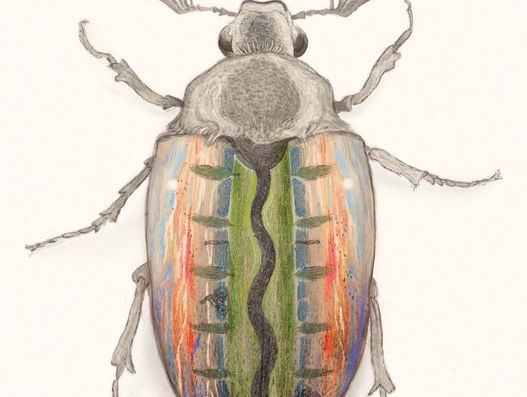 "Oever" van Ludwig Volbeda is het Regenboogboek van 2024