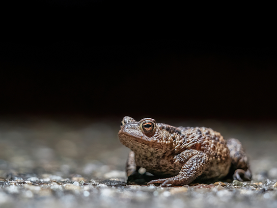 Paddentrek gaat niet zonder slag of stoot