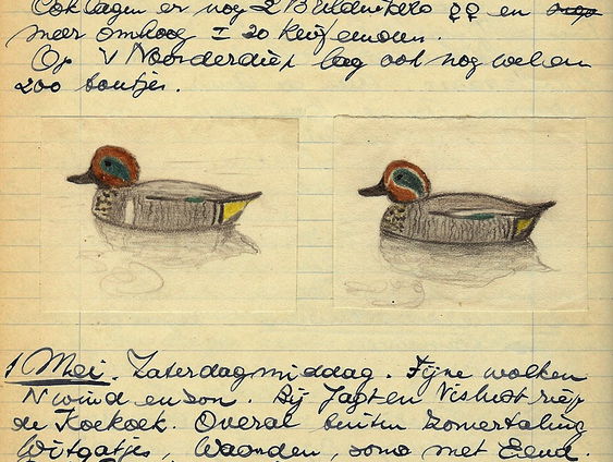 Museumtip: Passie voor vogels in Natuurhistorisch Museum Rotterdam