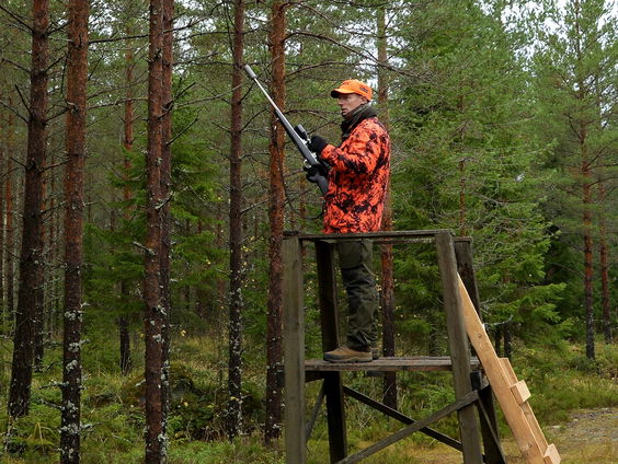 Jagers tellen wilde dieren, in het wild