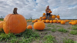 Nieuwe herfsttrend: poseren tussen duizend pompoenen