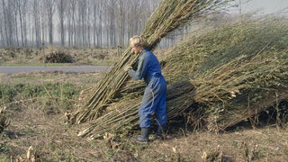 Wat heeft oscarinzending 'Rietland' betekent voor rietsnijders?