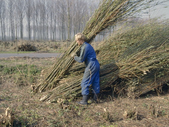 Wat heeft oscarinzending 'Rietland' betekent voor rietsnijders?