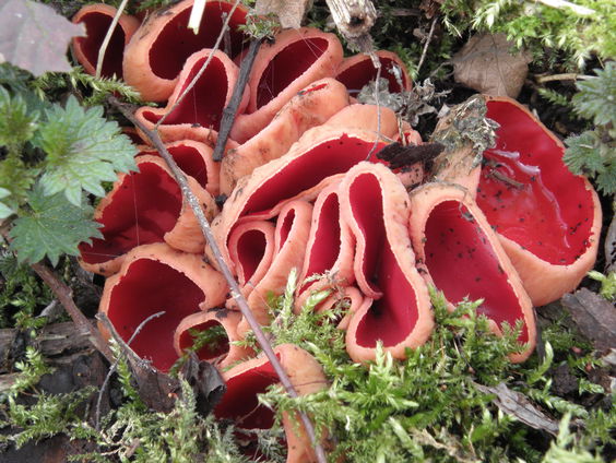 De Jaargetijden: voorjaarspaddenstoelen