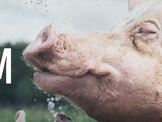 Karen Soeters geeft één van de twaalf miljoen varkens in Nederland een gezicht