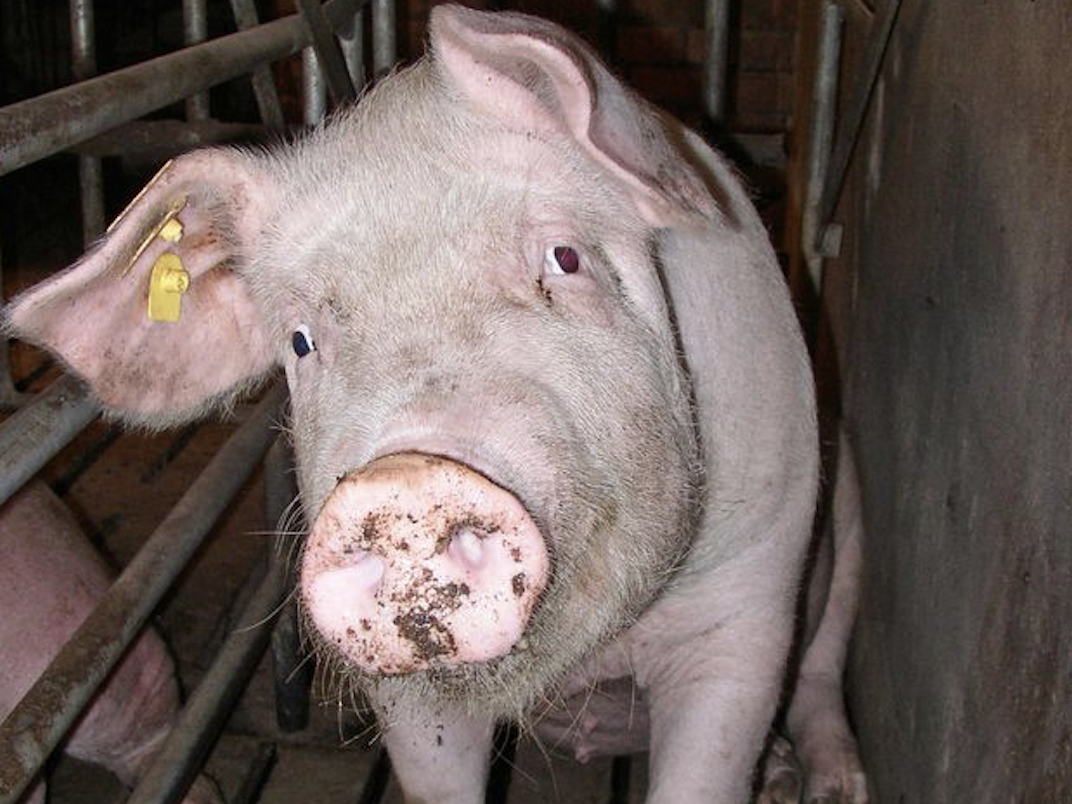 Hoger beroep tegen het illegaal verwijderen van varkensstaartjes